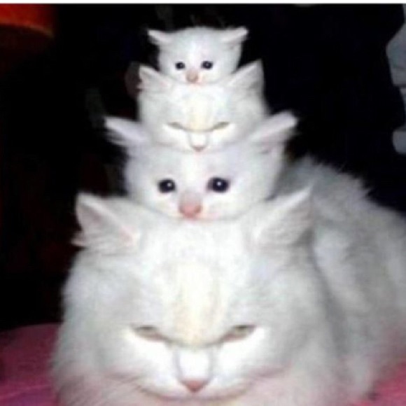 poshkittie